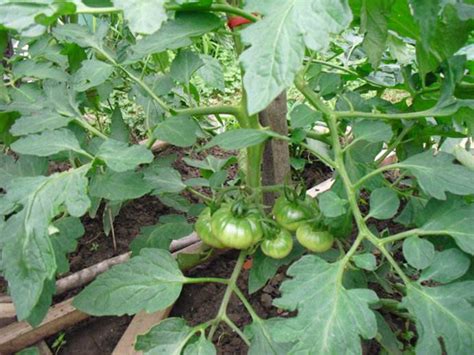 番茄的种植技术与管理，番茄的栽培技术和管理