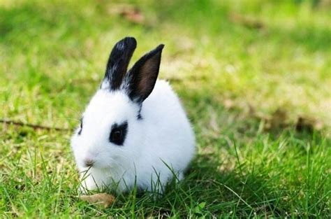十大最受欢迎宠物兔品种, 性格温驯、呆萌漂亮|安哥拉|宠物兔|荷兰_新浪新闻