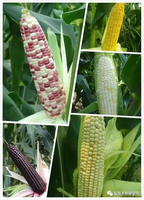 玉米的品种有哪些-农百科