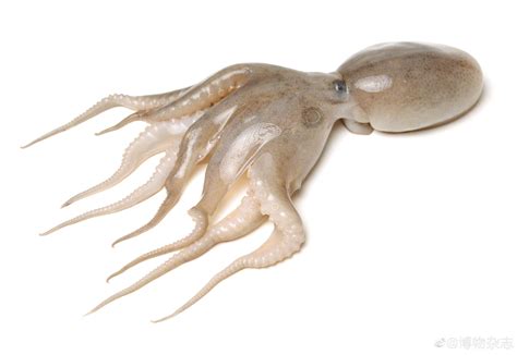 为什么章鱼是海洋生物中的天才？逃离水族馆对它小菜一碟-海友网CMF