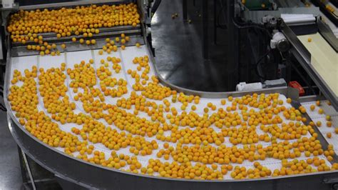 北美最大柑橘包装厂投入运营 Halos桔子欲试水中国市场 | 国际果蔬报道