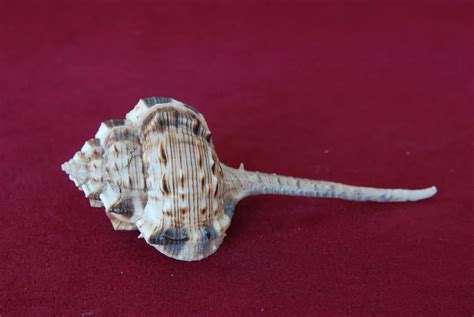 文化随行-小贝壳 大世界—珍稀贝壳线上微展览