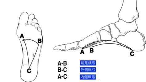 骨科基础：足踝运动生理及解剖结构 - 好医术早读文章 - 好医术-赋能医生守护生命