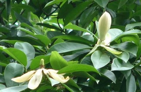 我国特有的古老珍稀濒危植物落叶木莲在昆明植物园引种保育成功----中国科学院