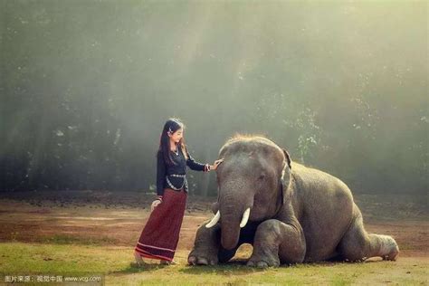 大象与女孩的故事 - 知乎