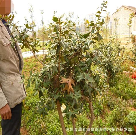老鼠刺树图片