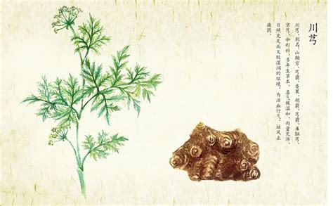 中草药植物|插画|商业插画|半毫米 - 原创作品 - 站酷 (ZCOOL)