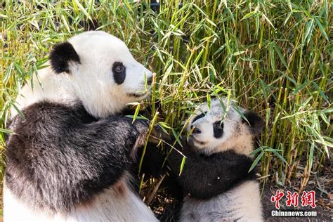 “小奇迹”你好！旅美大熊猫“美香”幼崽有新名字了 | 北晚新视觉