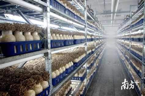 手机管理食用菌智能大棚的菌菇养殖控制系统 - 知乎