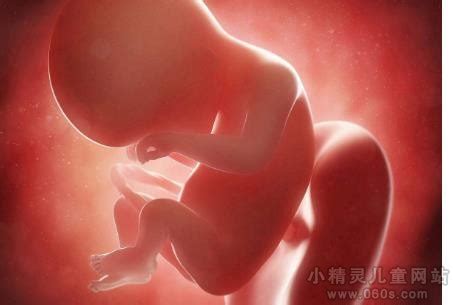 图解人体受精及胚胎发育过程_怀孕期_博览社_湛江都市网