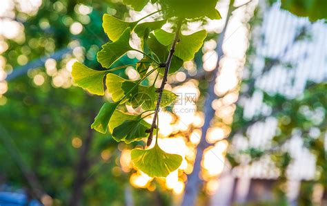 夏季银杏树高清图片下载-正版图片501306543-摄图网