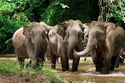 云南大象到哪里了最新消息 云南大象迁徙的原因_旅泊网
