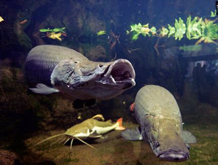 世界上最大的鱼类是什么鱼 - 男尚圈