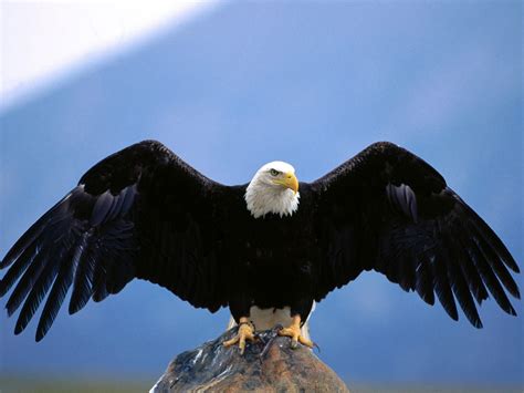 Free Bald Eagle Wallpapers - Wallpaper Cave