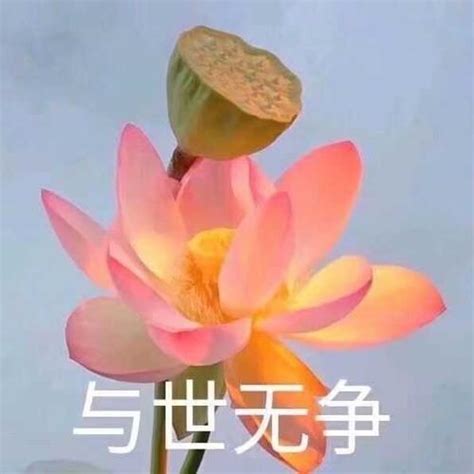 土土的头像非主流