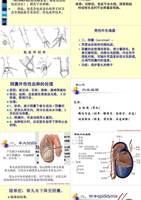 男性生殖系统解剖图设计图__广告设计_广告设计_设计图库_昵图网nipic.com