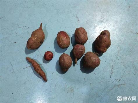[春红薯批发] 自家种的有机地瓜/红薯！软糯香甜！便宜处理！仅剩1万斤价格0.8元/斤 - 惠农网