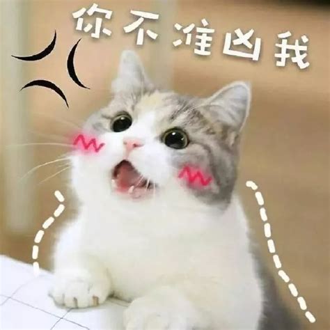 在线撸猫第一弹，超甜的表情包快去用起来吧_凤凰网