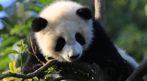 2019年全球圈养大熊猫数量已达600只