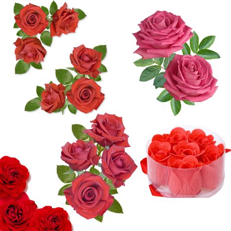 两朵红玫瑰花图片大全,两朵花图片,两支玫瑰花图片_大山谷图库