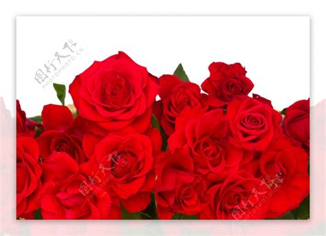 玫瑰花图片素材-编号14932918-图行天下