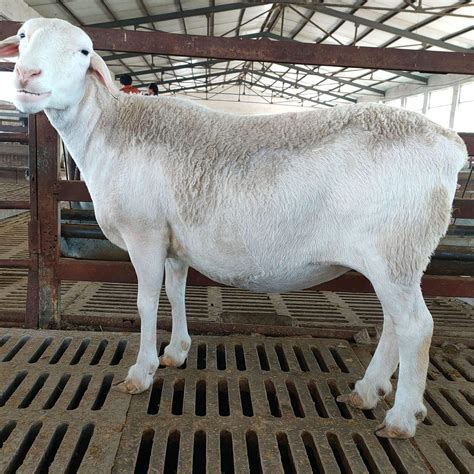 都安山羊养殖技术及价格/都安山羊功能特性主要用途分布原产地