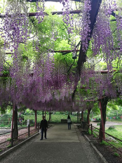 上海紫藤园综合体什么时候开放 中国最大紫藤主题园_旅泊网