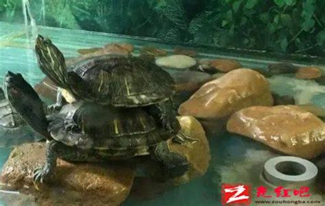 5种可能会导致乌龟死亡的养龟坏习惯，养龟的朋友要当心 - 知乎