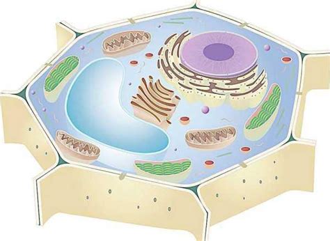 细胞分化和干细胞
