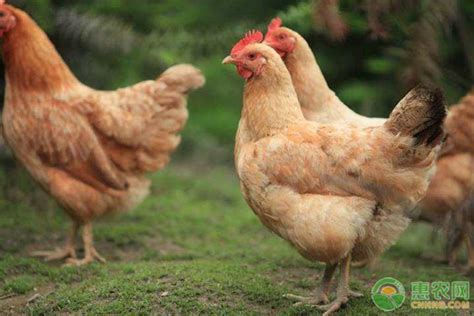 哪一个品种鸡最爱生蛋？产蛋率高的鸡品种介绍 - 惠农网