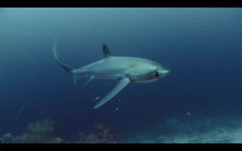 摄影师在保护区水下拍摄鲨鱼(组图)--科技--人民网