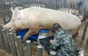 旺族种猪 | 河北旺族种猪有限公司