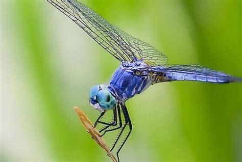 蜻蜓点水的目的是什么 为什么蜻蜓点水_知秀网