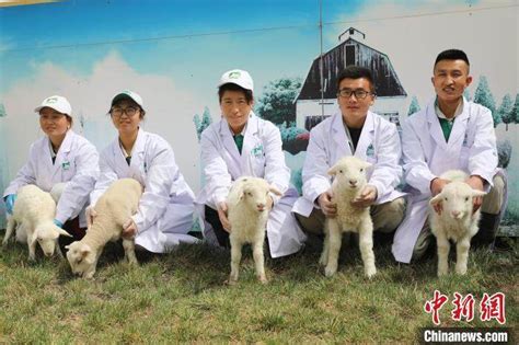吊滩村下郭河社：养羊大户和他的养羊互助小组