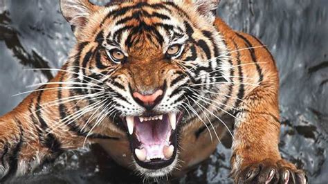 动物世界：老虎捕食的罕见全过程