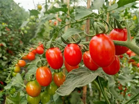 小番茄整枝摘心技术，小番茄怎么施肥管理产量高？ - 知乎