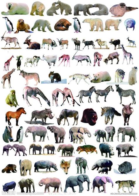 q版卡通动物可爱动物各种动物合集动物插画素材免费下载 - 觅知网
