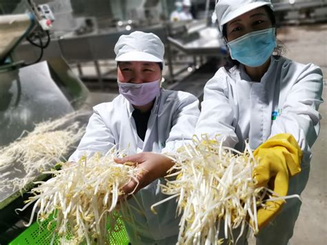 中部最大豆芽菜生产线达产：最大日产100吨 - 三湘万象 - 湖南在线 - 华声在线