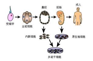 神奇的人体备份器——干细胞----中国科学院