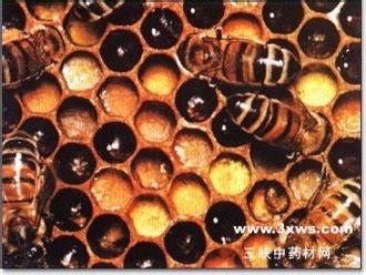 蜂房,蜂房的功效与作用_中药蜂房_蜂房是什么_蜂房的用法用量_医学百科 - 医学百科