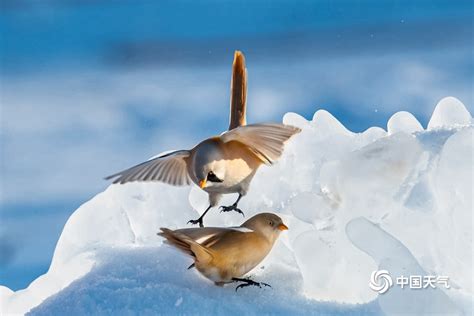 冰雪中的小精灵 黑龙江大庆文须雀可可爱爱-图片频道