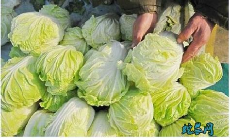 大白菜价格、2020年大白菜多少钱一斤？ - 白菜 - 蛇农网