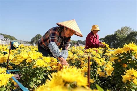 江西萍乡：菊花产业助农增收-人民图片网