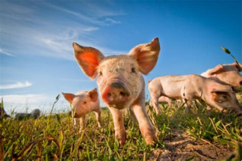 梦见猪是什么意思 梦到猪是什么预兆 - 万年历