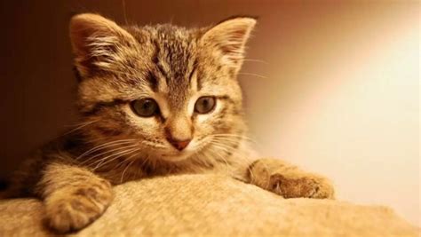 新养的小猫为什么会一直叫（新猫到家一直叫的处理办法） - 胖萌舍宠物网