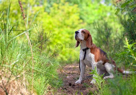 森林里的小猎犬寻找游戏高清图片下载-正版图片507197505-摄图网