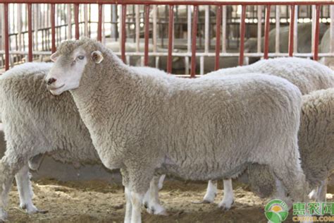 绵羊多少钱一斤？怎么区分绵羊肉和山羊肉？ - 惠农网