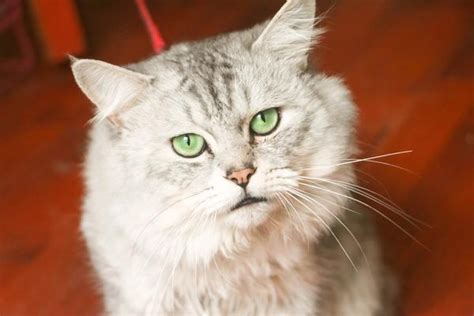 上海出售金吉拉活体纯种家养宠物猫咪幼猫长毛猫白色银渐层幼猫q_虎窝淘