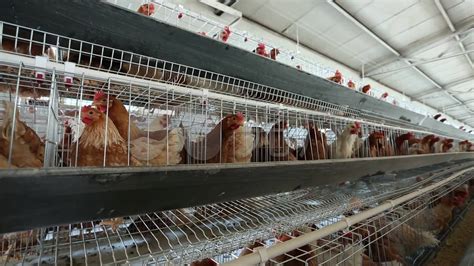 荆州如何不再谈禽色变——直击H7N9后的荆州家禽市场-新闻中心-荆州新闻网