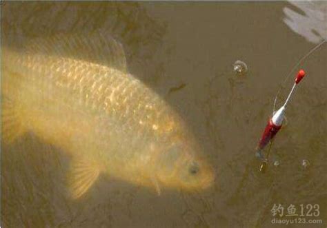鲻鱼如何钓，钓内河鲻鱼的方法与技巧